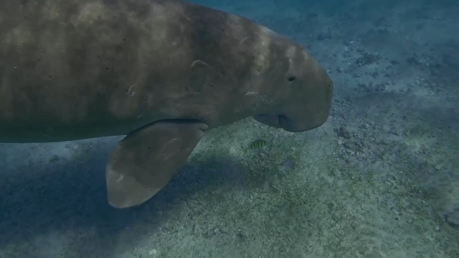 Les LIVRES AUDIOS dugong blues 1.1.15 1536x864